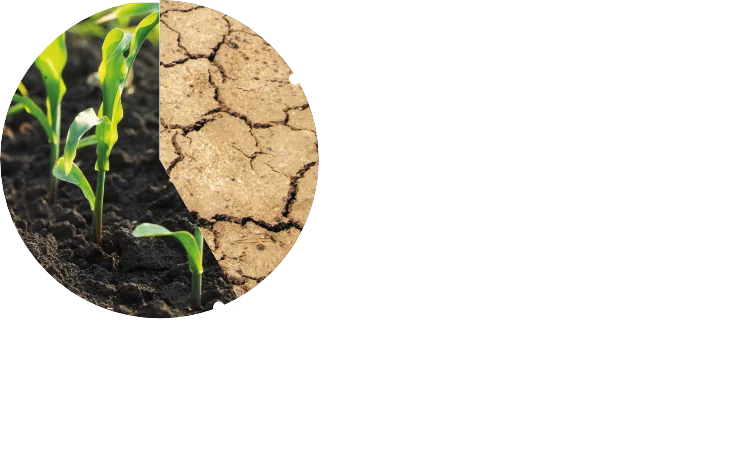 Falsche Bewässerung, Überdüngung, Pestizide und Bodenbearbeitung